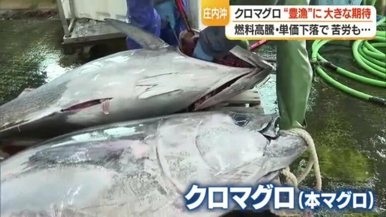 “水産物の宝庫”庄内沖でクロマグロ豊漁　寒ダラ・紅えび・岩ガキに続きブランド化に期待　年間漁獲枠・物価高騰に加え単価下落の課題も【山形発】｜FNNプライムオンライン