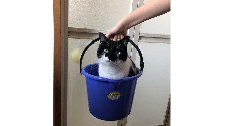 バケツ内にすっぽり収まる猫