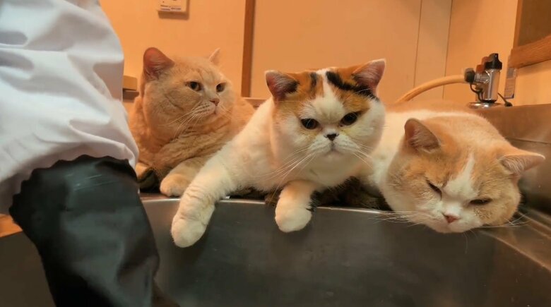 左から、みかんちゃん、あんみつちゃん、てんぷらくん(提供:みかんとじろうさんちさん)