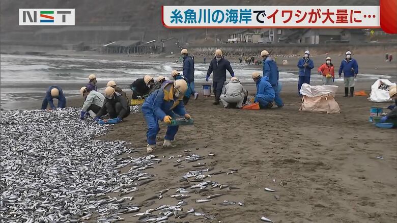 イワシの回収作業