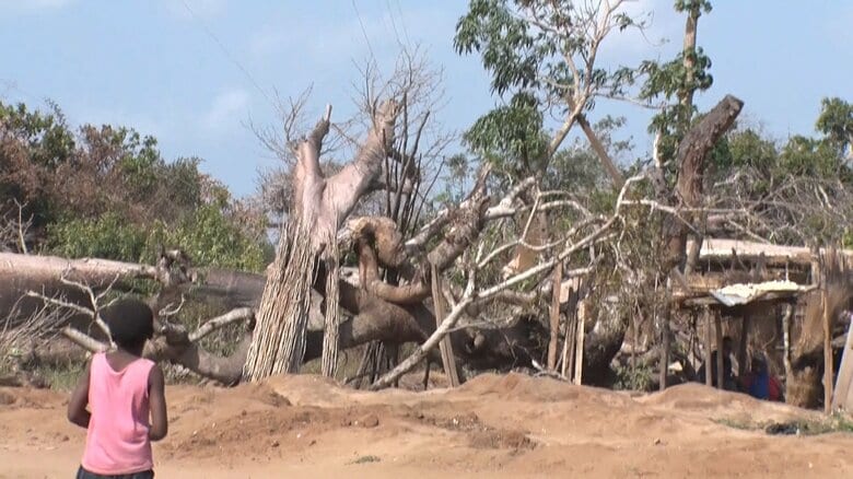 木は根元から折れてしまっている
