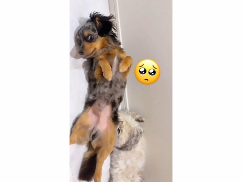 提供：チワックスの諭吉くん。さん