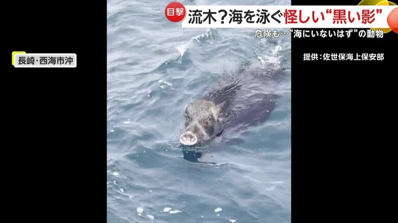 しっぽをふりながらくるっと回って近づいてくるイノシシ