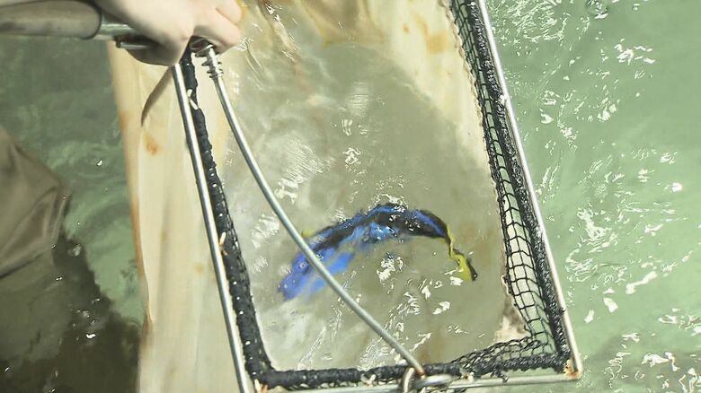 傷つけないよう丁寧に魚を捕獲