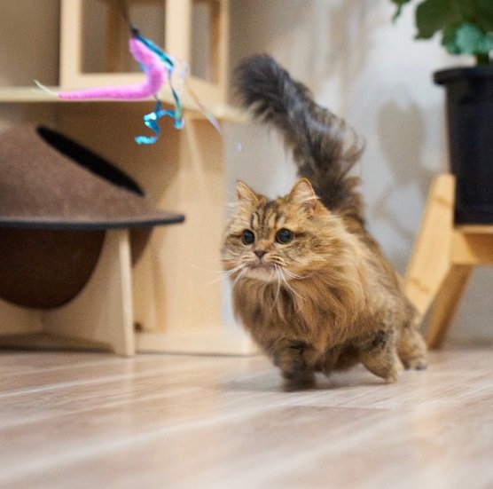 おもちゃとかぶきちゃん