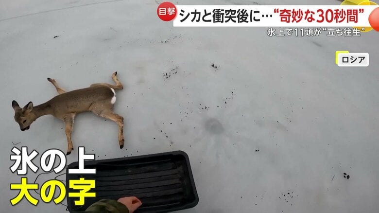 氷の上で立てなくなり“大の字”のシカ