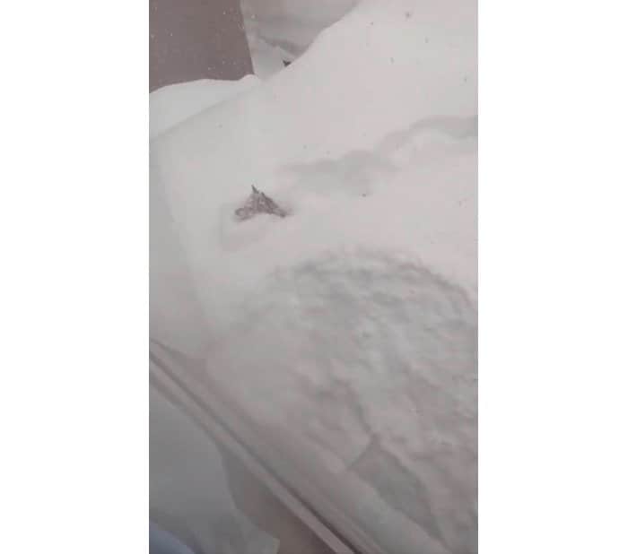 大雪の中を遊び回る（提供：山さん）