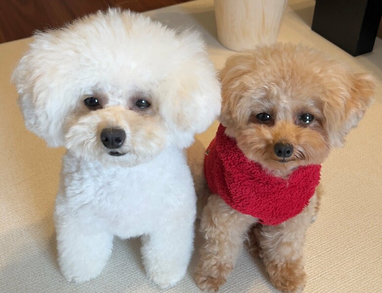 おやつがほしい時の視線