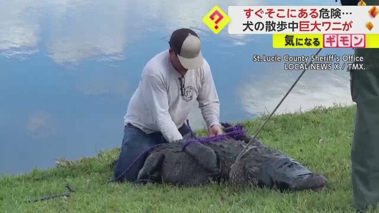 体長3ｍもある巨大ワニを捕獲