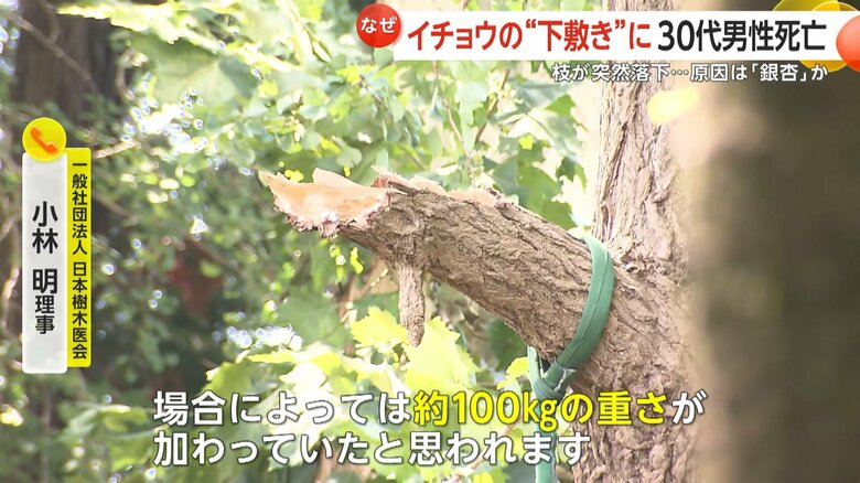 ギンナンが場合によっては約100kgの重さになっていると専門家