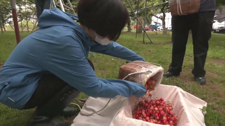 悪戦苦闘しながらも…たくさんのサクランボを収穫