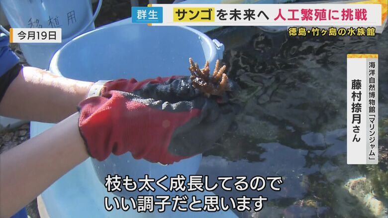 人の手で育てられた「サンゴ」