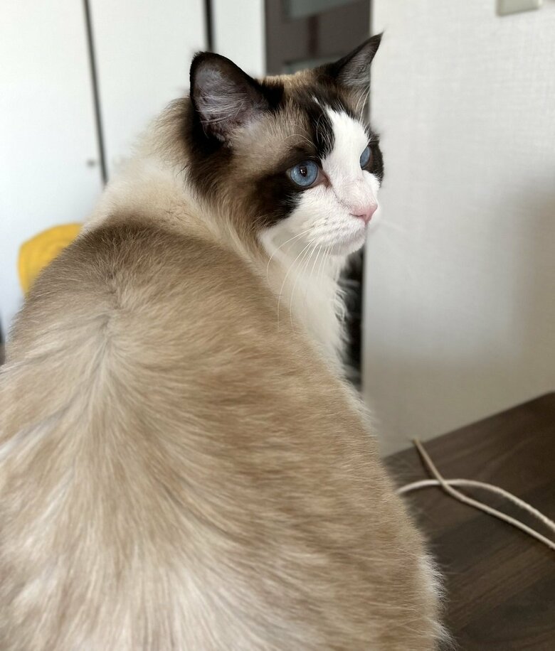 お風呂後のとろろくんもふわふわ