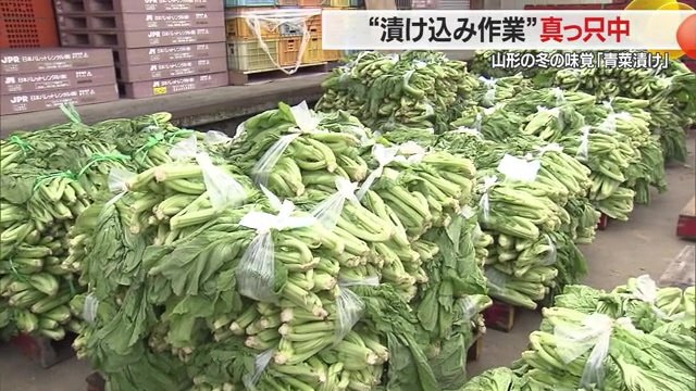 続々と運び込まれる青菜