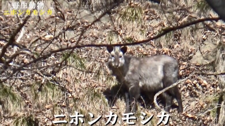 「野生動物 ニホンカモシカ」動画より