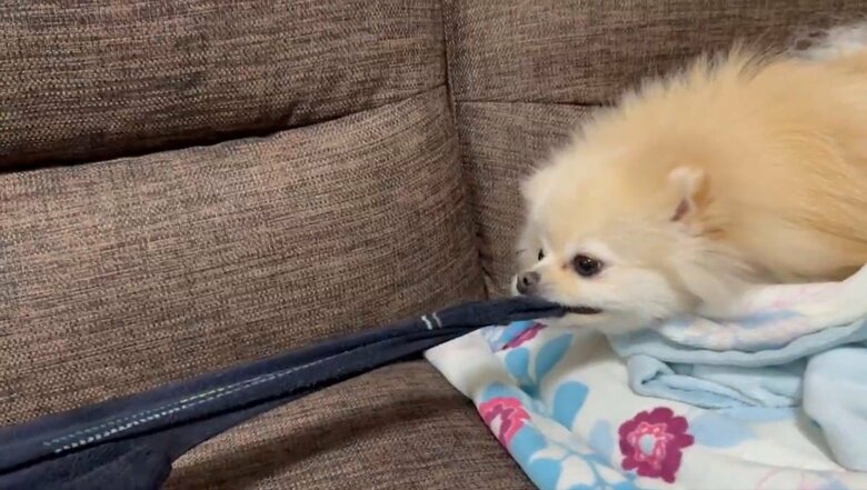 提供：愉快な3姉妹ポメラニアンさん