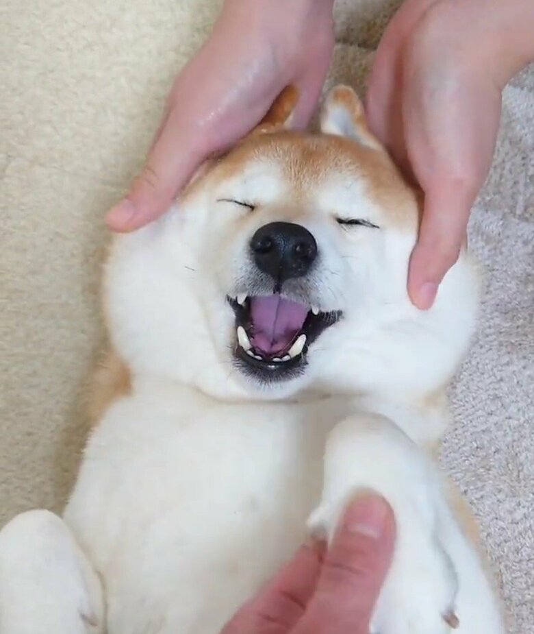 提供：柴犬チャーミーさん