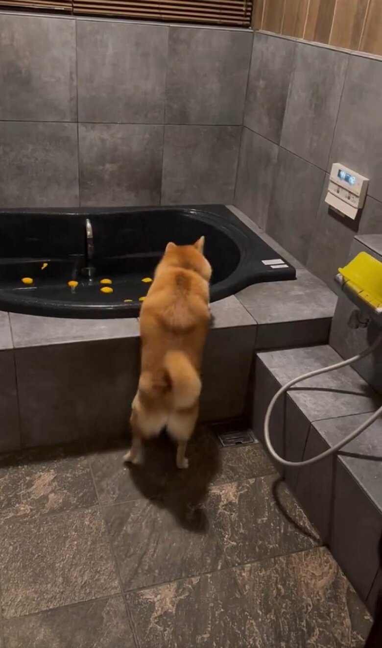 ちょこちょこ横歩きしたり…