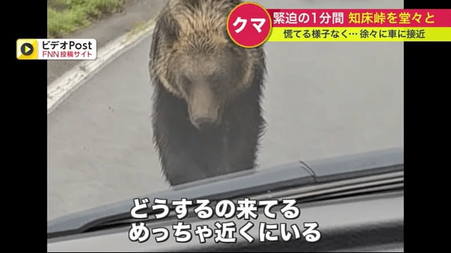 車の方へ近づいてくるクマ