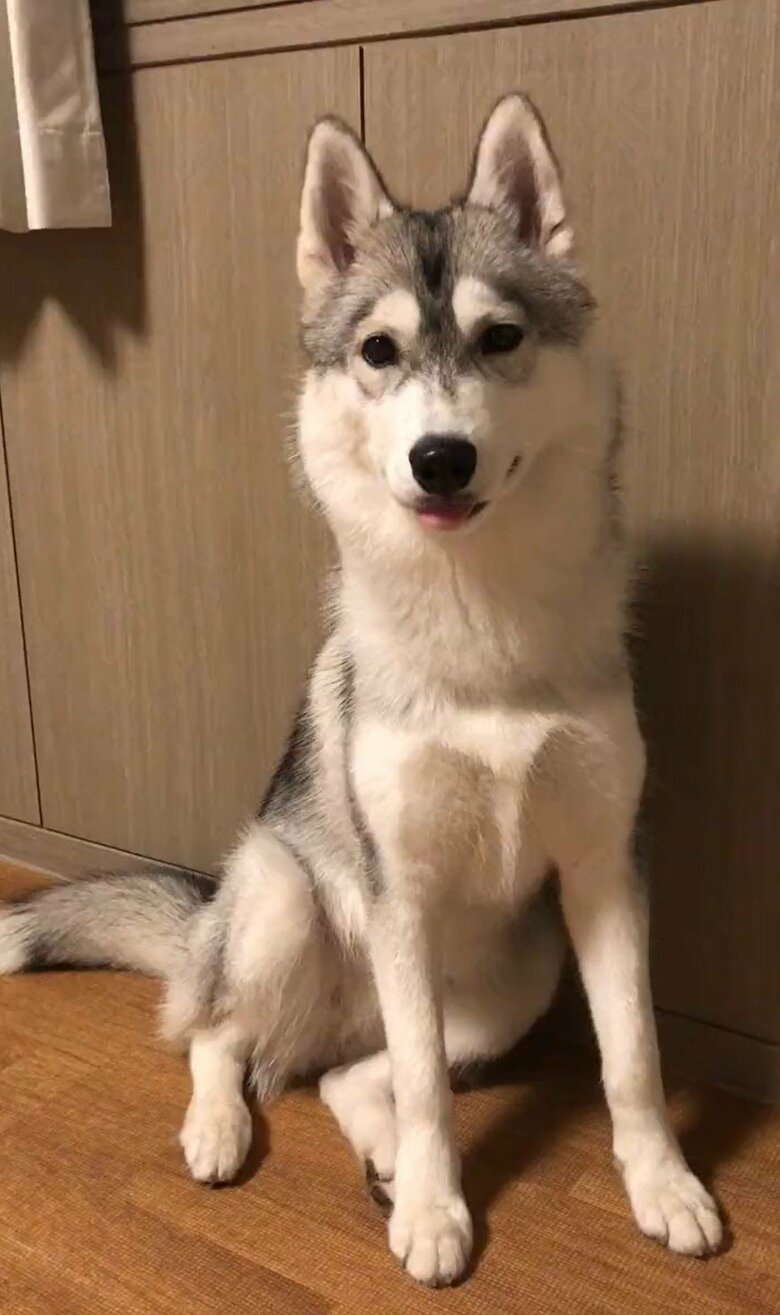 成長した現在も、たまに舌が出ることがある