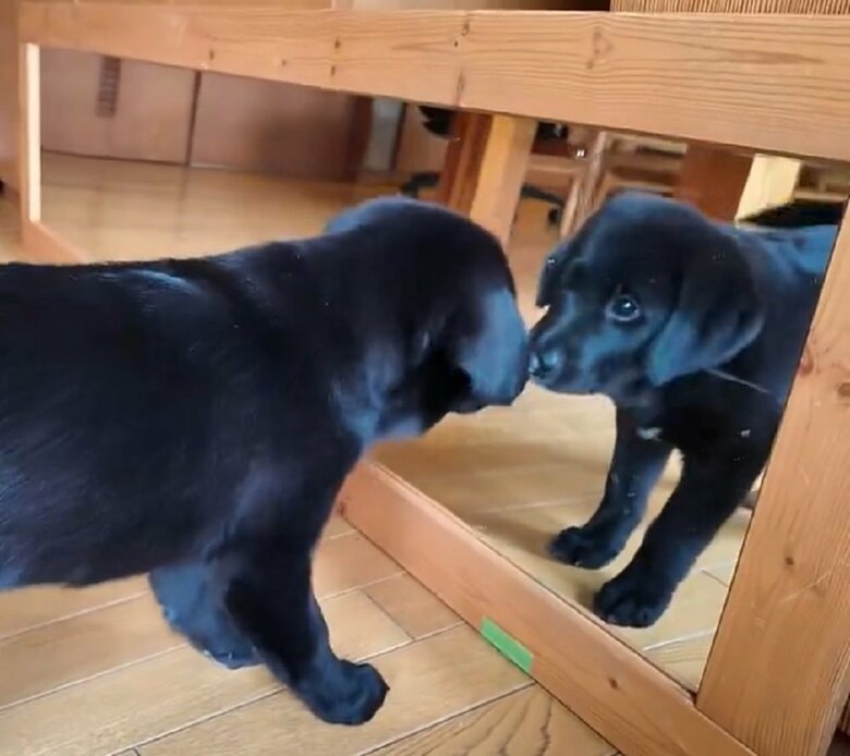 初めて鏡を見た