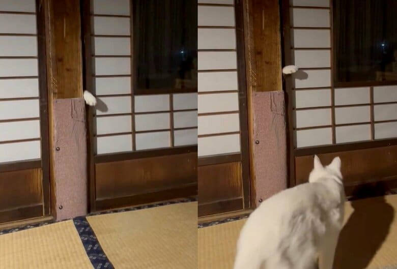 「こっちにおいで～」（提供：いのうえもんぺさん）