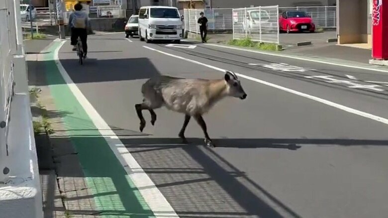 FNNビデオポストより　幸いにもけが人はいなかったが急な飛び出しは危険かもしれない