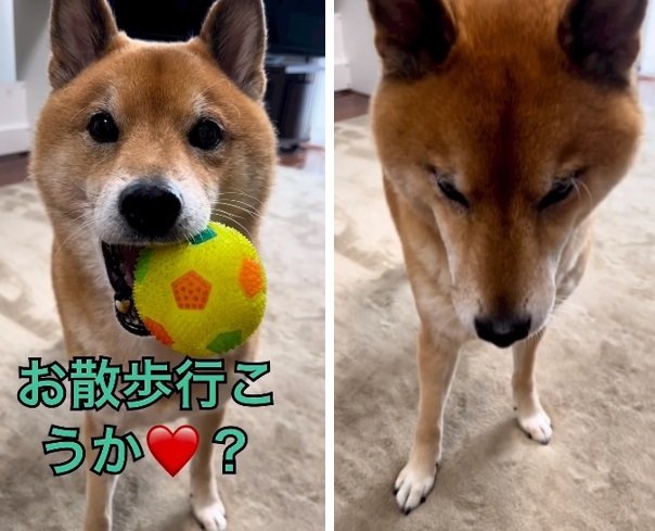 「お散歩」と聞いてテンションが急降下してしまうロックくん