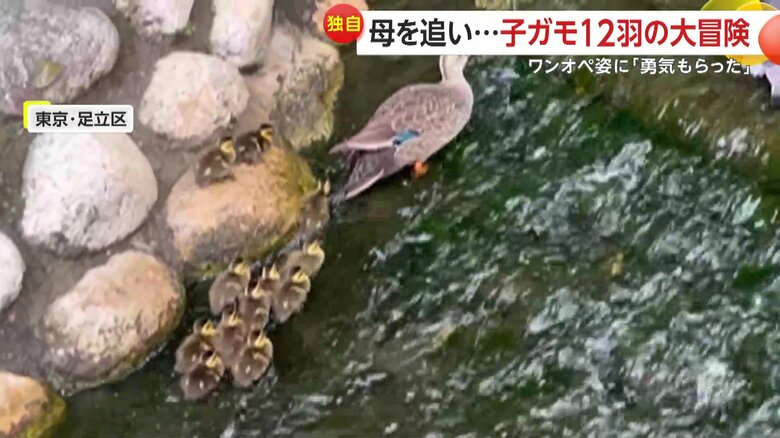 流れに逆らいながら、なんとか母ガモについて行っていた12羽の子ガモ（12日午前10時半頃、東京・足立区）