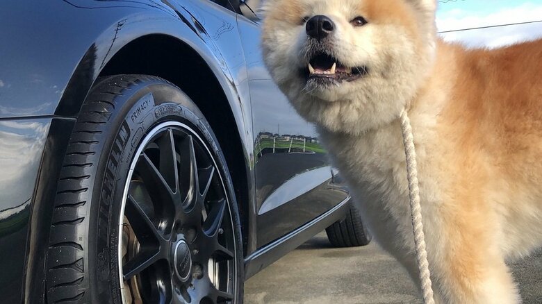 飼い主さんと共に出勤