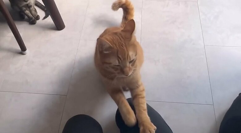 ママさんが帰宅すると、ママさんの足を爪とぎにしたりする