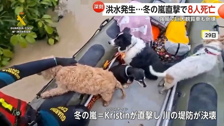 犬たちをボートに乗せて救助する地元当局の救助隊員（1月29日、スペイン南部の街）