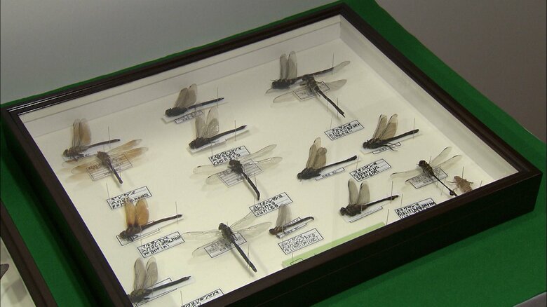 平成25(2013)年 悠仁さまが作られたトンボの標本