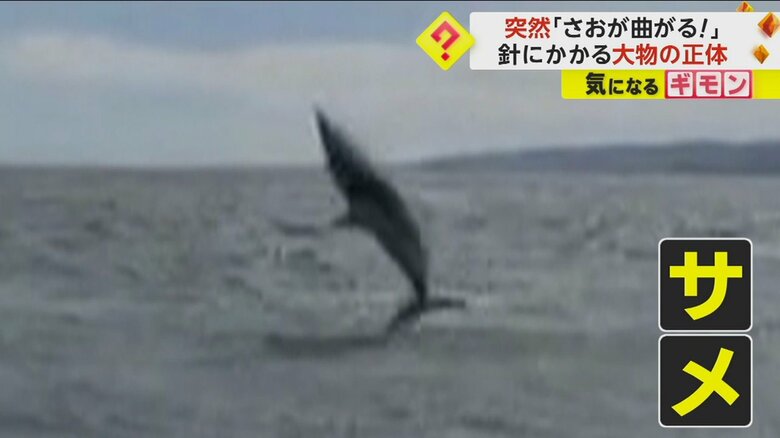 サメが水面から高く飛び上がる
