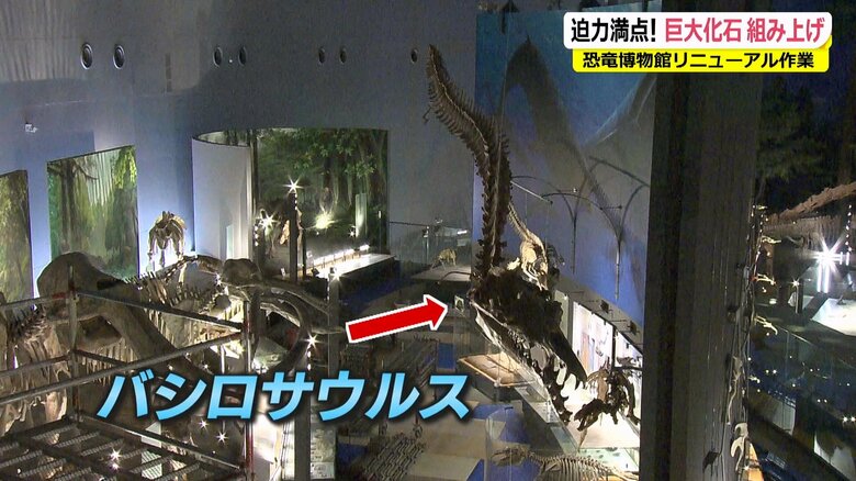 反対側のエリアにティロサウルスの化石の複製が組み立てられている