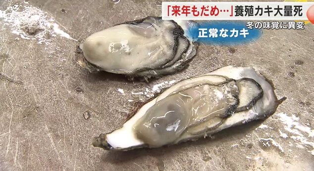 正常なカキとの比較