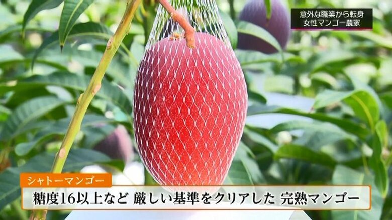 みずみずしい「シャトーマンゴー」