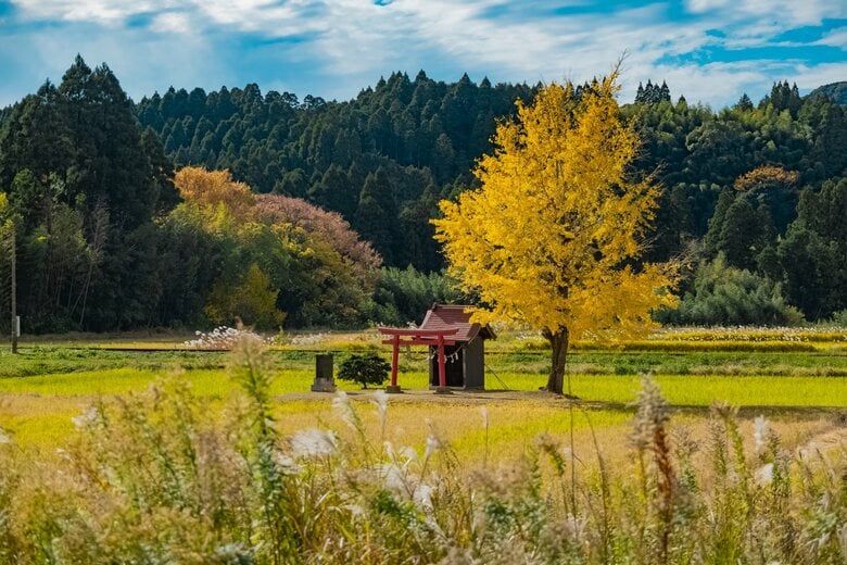千葉県・銀杏と祠（2024年11月撮影）