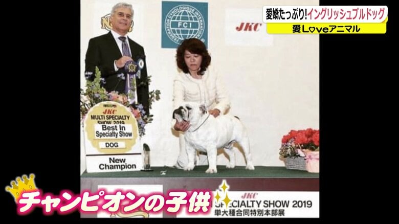 ダルマくんはドッグショーのチャンピオンの子どもだ