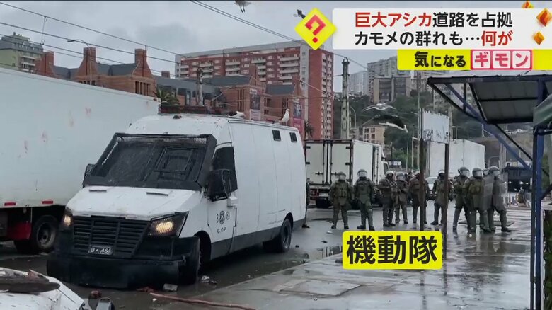 アシカを気にしていない様子の機動隊