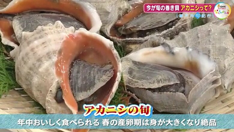 アカニシの「旬」