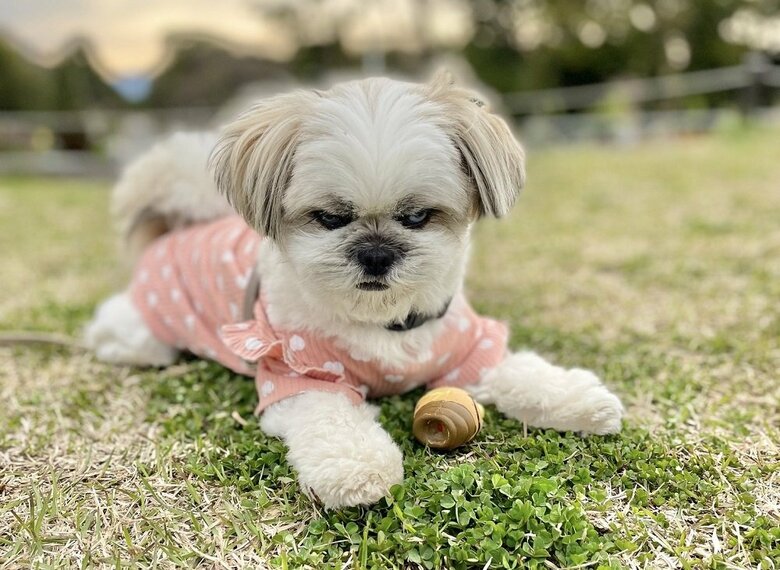 遊んでいてもギンとしたすごい目つき