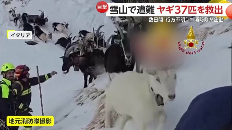 救助隊に導かれると統率の取れた動きをみせて下山していたヤギ