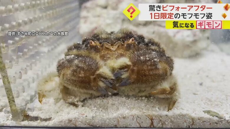 ちょこちょこと横歩きをする「オオタマオウギガニ」