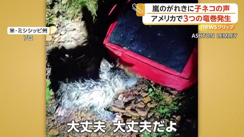 助け出された子ネコ