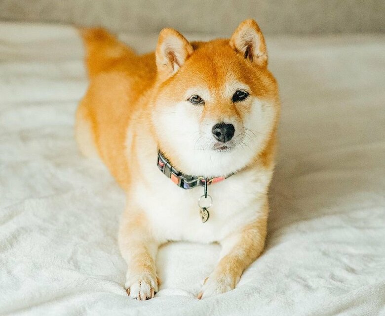 八朔くん