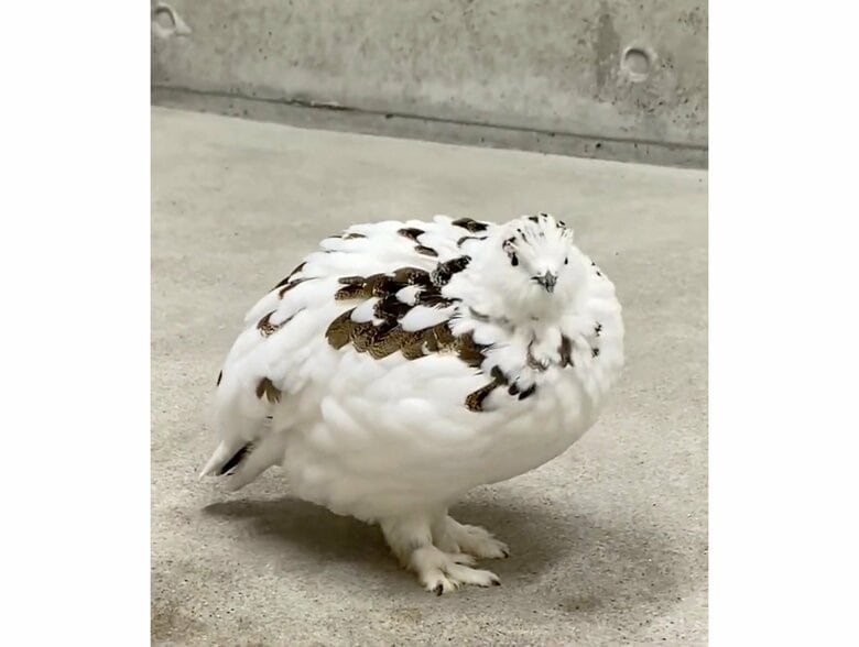 提供：市立大町山岳博物館