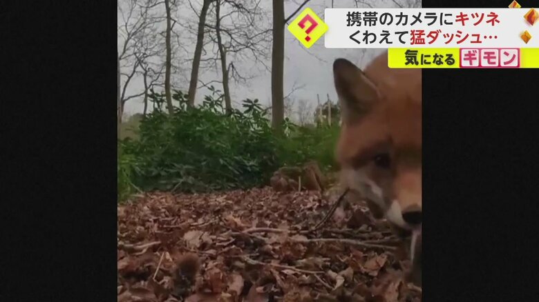 あるキツネを撮影する目的で置いた携帯電話を別のキツネがくわえてダッシュする一部始終