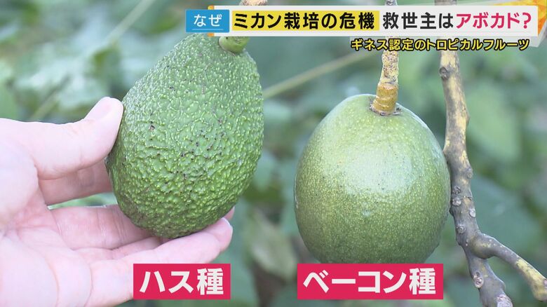 ごつごつした皮の「ハス種」、滑らかで薄い皮が特徴の「ベーコン種」