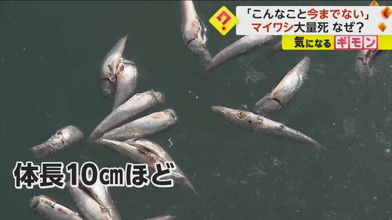 死んでいたマイワシの多くは、体長10cmほど